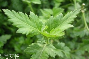 菊花腦什么時候種 菊花腦什么時候采收