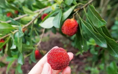 東魁楊梅好吃嗎？東魁楊梅為什么這么火