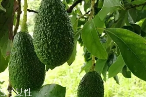 酪梨和牛油果的區(qū)別 酪梨是牛油果嗎