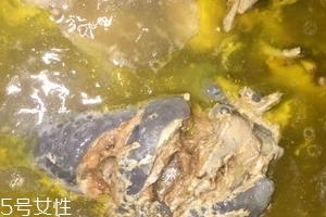 烏骨雞是烏雞嗎？烏骨雞是什么雞？