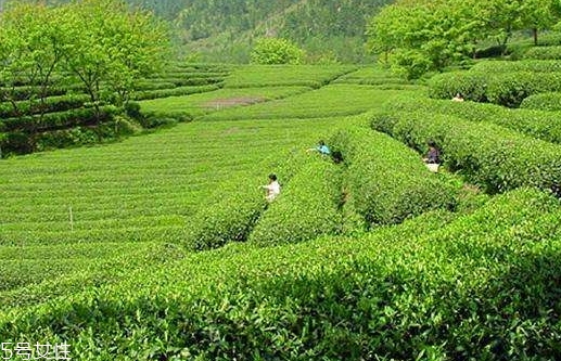 日照綠茶哪個牌子好？日照綠茶怎么辨別好壞