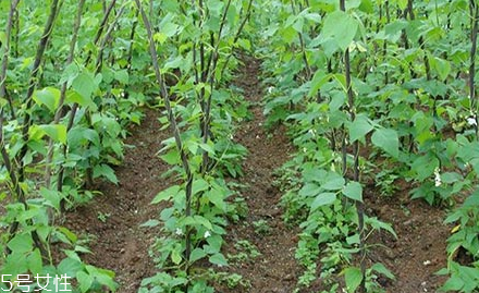 蕓豆的種植 蕓豆種植注意事項(xiàng)