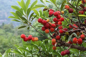 梅花是發(fā)物嗎？皮膚過敏的人能喝梅花茶嗎？