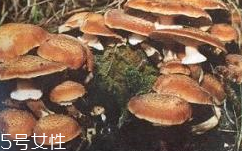 榛蘑是蘑菇嗎？榛蘑是什么蘑菇？