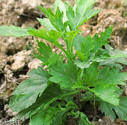 菊花腦能吃嗎？菊花腦的味道