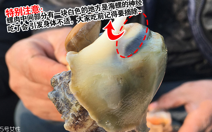 海螺會中毒嗎？吃海螺中毒多久會緩解？