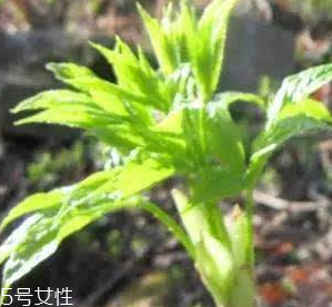 刺五加的好處 刺五加對(duì)人體有什么好處？