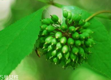 刺五加能不能做餃子餡？刺五加怎么做餃子餡？