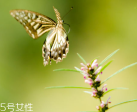 益母草對人的好處 活血調經(jīng)