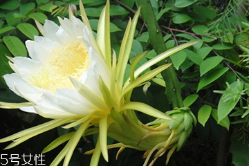 霸王花是什么 仙人掌科量天尺屬植物