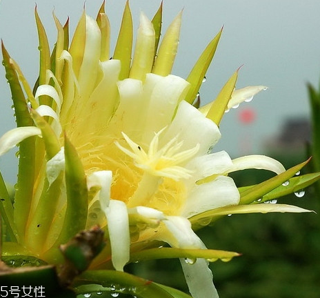 霸王花是中藥嗎 霸王花是中草藥