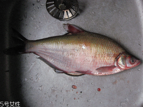 鳊魚和鯽魚哪個刺多 鯽魚刺很多