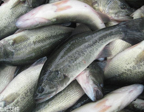 鱸魚開水蒸還是冷水蒸 熱水下鍋