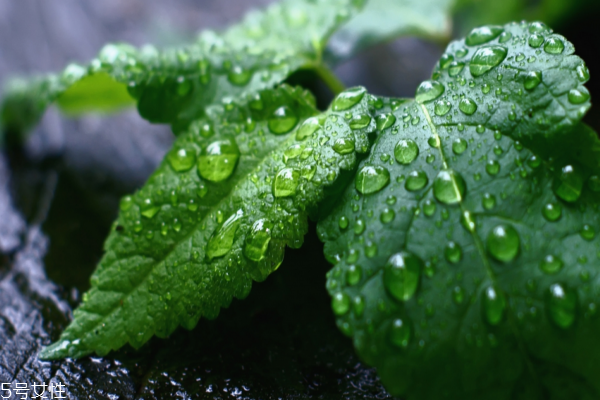 薄荷可以水培嗎 水培也能活