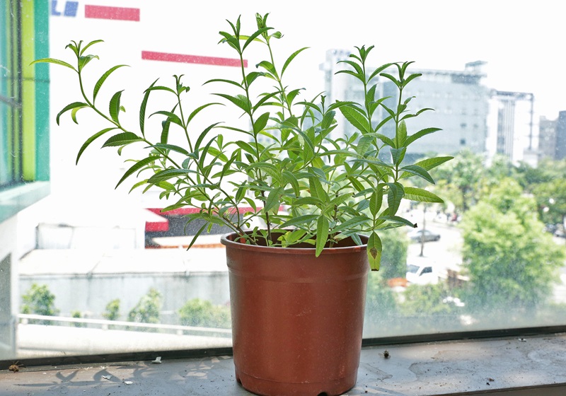 家里種什么植物可以驅(qū)蚊蟲(chóng) 這些植物還能入菜