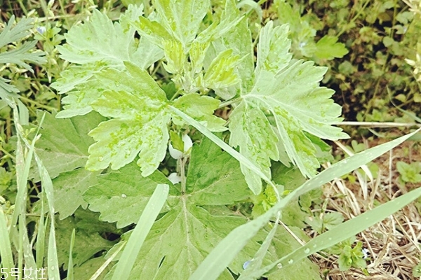 艾葉怎么能做成艾條 其實有點麻煩