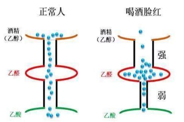 喝酒上臉的人酒量好嗎 喝酒上臉好不好