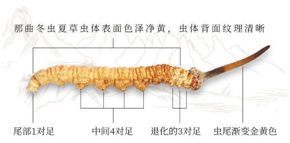 怎么挑冬蟲夏草顏色 6個方面好壞對比圖