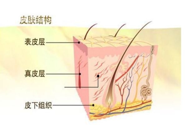 什么是角質(zhì)層呢 角質(zhì)層有什么作用呢