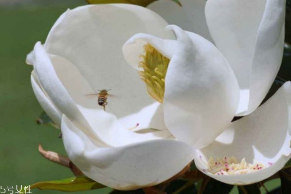 玉蘭是怎么樣的植物呢 玉蘭花有什么作用呢