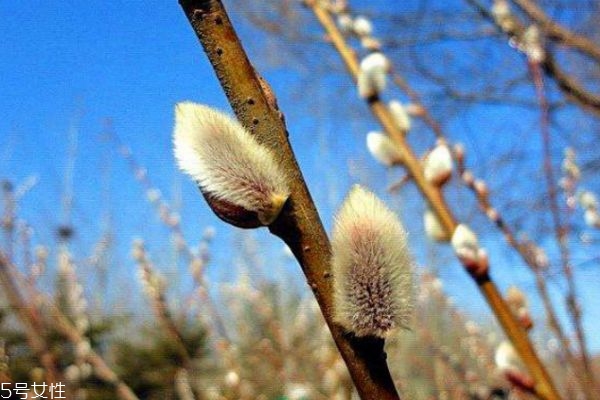 什么是銀芽柳呢 銀芽柳有什么作用呢