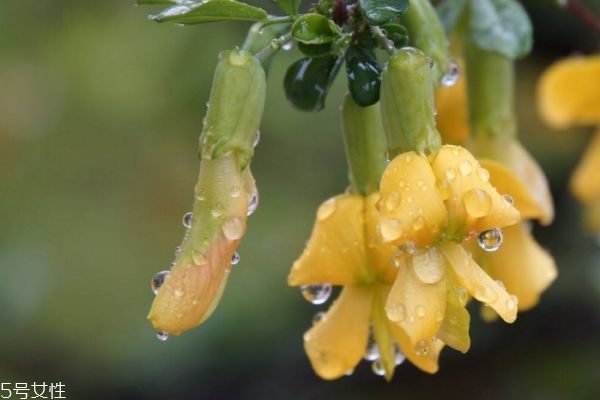 金雀花的花語(yǔ)是什么呢 金雀花應(yīng)該怎么養(yǎng)殖呢