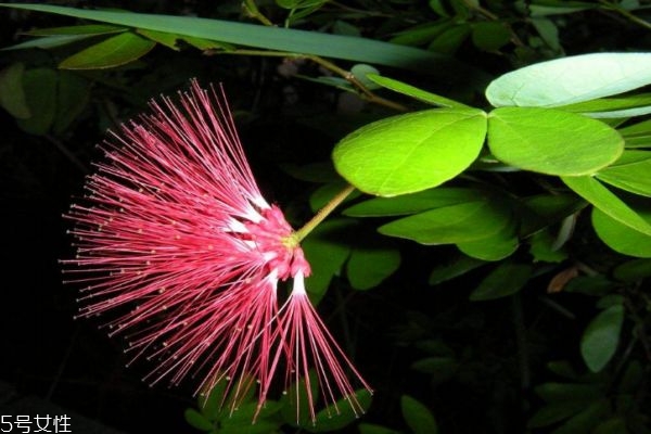 合歡花的花語是什么呢 合歡花可以泡茶嗎