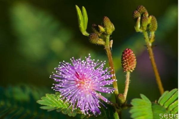 含羞草的花語(yǔ)是什么呢 含羞草開(kāi)花是幾月份呢