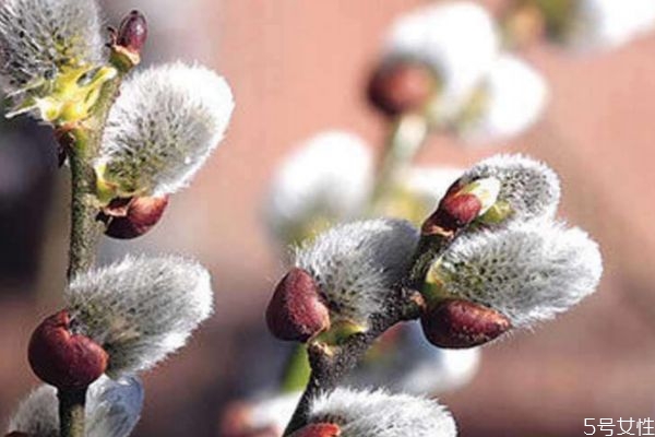 銀芽柳的花語是什么呢 銀芽柳的花期是什么時(shí)候呢