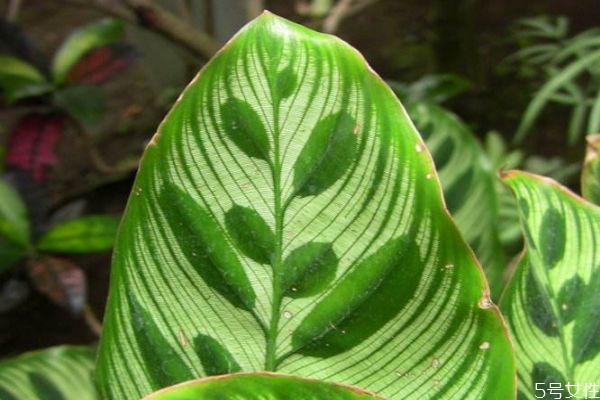 孔雀竹芋的花語(yǔ)是什么呢 孔雀竹芋應(yīng)該怎么種植呢