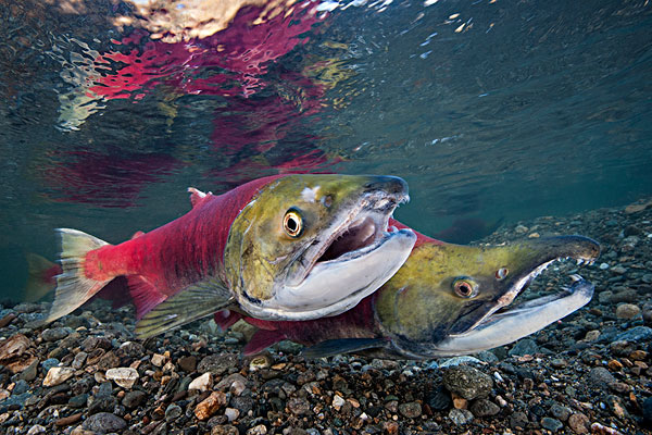 鮭魚是淡水魚嗎 鮭魚可以生吃嗎