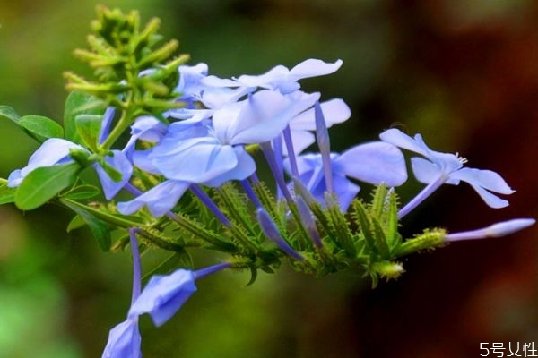 藍(lán)雪花的花語是什么呢 藍(lán)雪花的種注意是什么呢