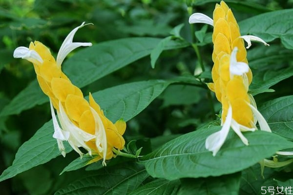 金苞花的花語(yǔ)是什么呢 金苞花的種植有什么注意的呢