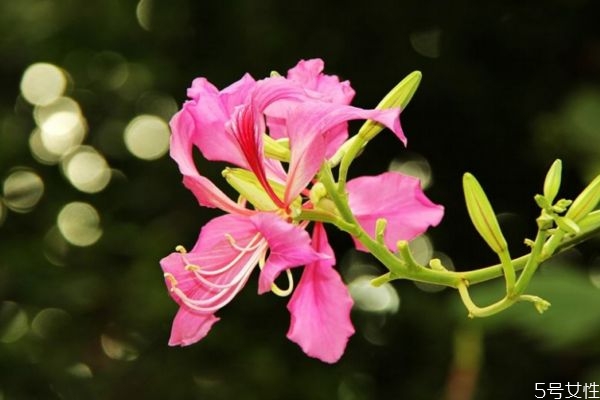 羊蹄甲的花語是什么呢 羊蹄甲的種植需要注意什么呢