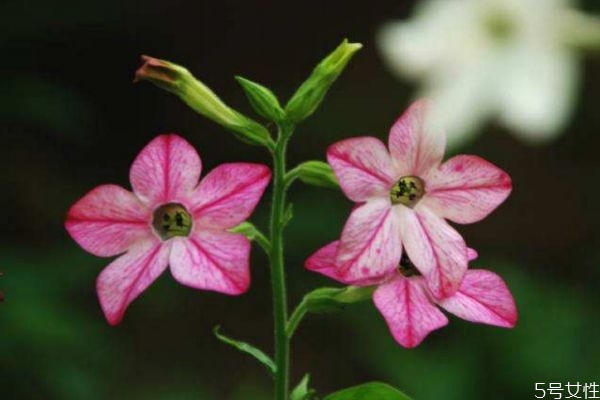 花煙草的花語是什么呢 花煙草的種植要注意什么呢