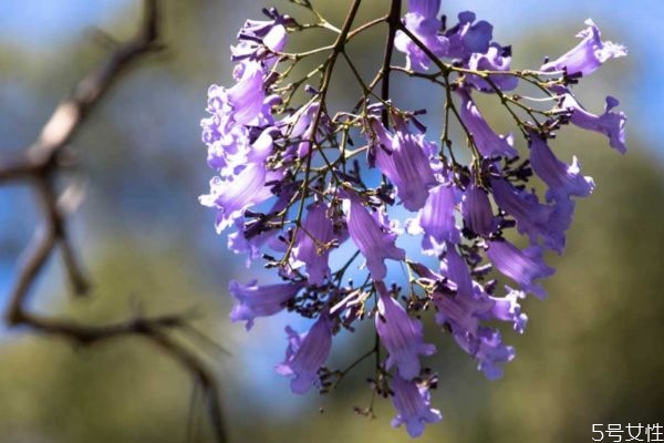 藍(lán)花楹是一種什么植物呢 藍(lán)花楹的作用有什么呢