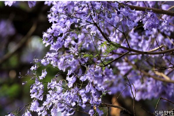 藍(lán)花楹是一種什么植物呢 藍(lán)花楹的作用有什么呢