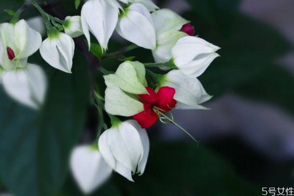 龍吐珠的花語(yǔ)是什么呢 龍吐珠的種植需要注意什么呢