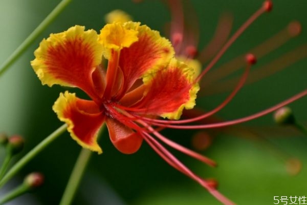 金鳳花的花語是什么呢 金鳳花種植有什么注意的呢