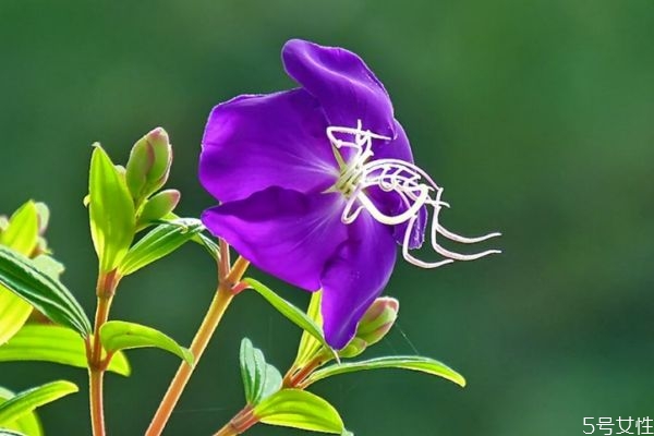 野牡丹的花語是什么呢 野牡丹的種植有什么注意的呢