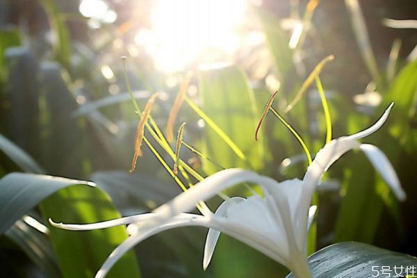 水鬼蕉的花語(yǔ)是什么呢 種植水鬼蕉要注意什么呢