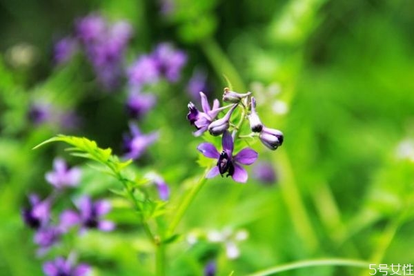 還亮草的花語(yǔ)是什么呢 還亮草的病蟲(chóng)害防治怎么弄呢