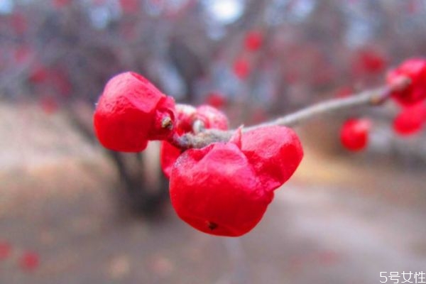 冬紅花的花語(yǔ)是什么呢 冬紅花的種植有什么注意的呢