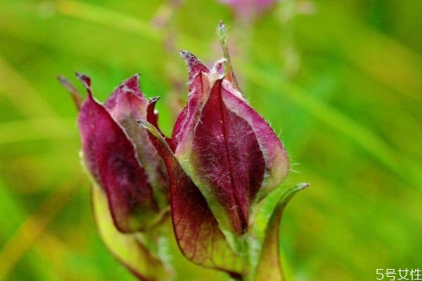 風(fēng)毛菊的花期是什么時(shí)候呢 風(fēng)毛菊的種植有什么注意的呢