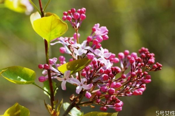 紅丁香的花語(yǔ)是什么呢 紅丁香的種植有什么注意的呢