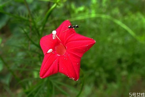 五星花的花語(yǔ)是什么呢 五星花的種植有什么注意的呢