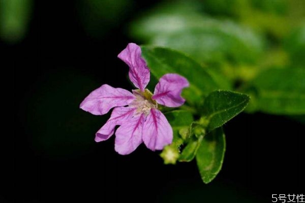 萼距花的花語是什么呢 萼距花的種植有什么注意的呢