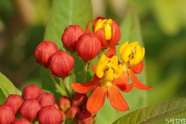 馬利筋的花語是什么呢 馬利筋的種植有什么注意的呢