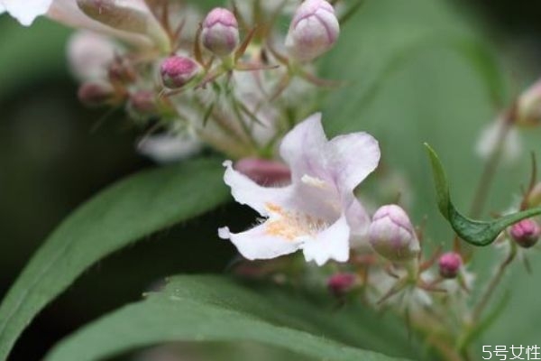 猬實(shí)的花語(yǔ)是什么呢 猬實(shí)的種植有什么注意的呢