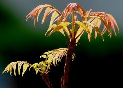 香椿芽適合幾月份吃 香椿芽可以天天吃嗎